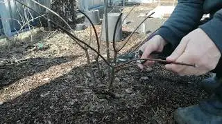PRUNING HYDRANGEAS. DENTEL DE GORRON AND VANILLA FRIES.