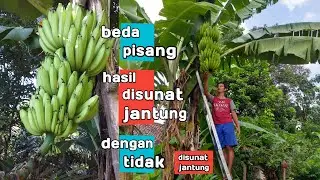 perbedaan pisang hasil sunat jantung dengan yang tidak disunat jantung || pisang ambon