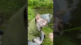 #shorts#cat#catlover