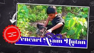 Film Komedi || Pencari Ayam Hutan