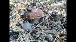 boletus 2 octubre 2022