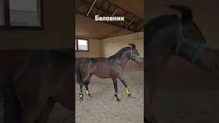 Мерин балуется и делает свечку #Лошади #horse #кск #животные #кони #horses #celtic