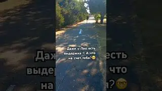 Мальтийскую болонку тоже нужно дрессировать! 