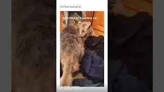 Cat gets fired for not doing it’s job