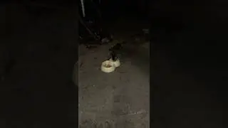 Все любят молоко!