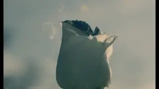I Do Love You, Sir