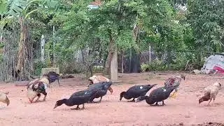 The chickens team and ducks team 🐥🐥 🐥 🦆🦆🦆