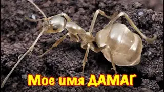 The Ants. Лептомирмекс Буруэлли