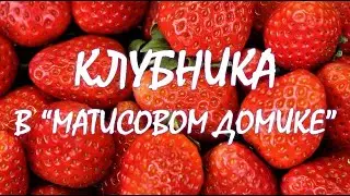 Разговор о клубнике с Инной Беззубенковой в отеле "Матисов Домик"