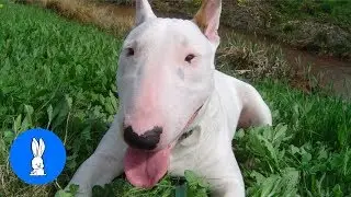 ENGLISH BULL TERRIERS Are the CUTEST Compilation