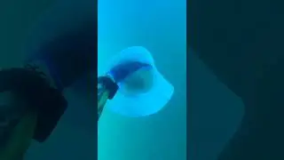 День подводной охоты