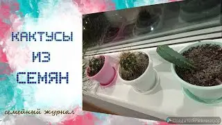 Кактусы из семян? Возможно вырастить дома!