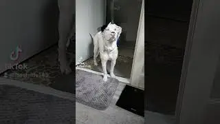 my puppy is actually a cat