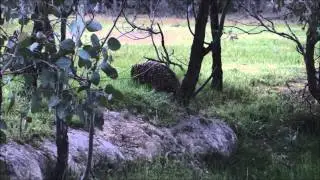 Wild Echidnas
