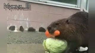 Прикол/бобры на охоте/смешные животные, запасы на зиму
