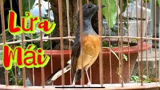 Clip kích trống quá hay . Bổi nghe thái độ ngay