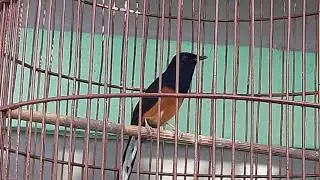 burung murai medan gacor