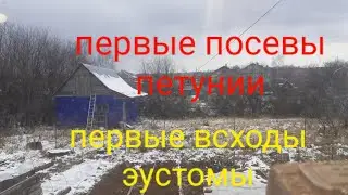 Первые посевы петунии и первые всходы эустомы.