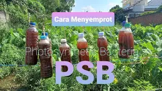 Cara Menyemprot Pupuk PSB (Photosynthetic Bacteria) || Mudah Banget