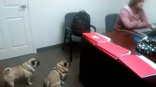 Pug breathes for attention