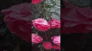 Самый устойчивый🌧Леонардо да Винчи