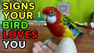 7 signs your bird loves you ❤️