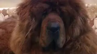 Тибетский мастиф Леший , полтора года !