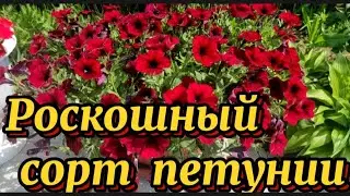 Роскошная яркая мощная красавица.Описание и уход. Петуния Тайфун Ред Велюр.