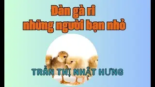 Đàn gà ri , những người bạn nhỏ - Trần Thị Nhật Hưng
