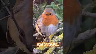 Robin - The True Chaddest Dinosaur #shorts #edit #dinosaurs