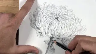 How to Draw a Chrysanthemum Flower