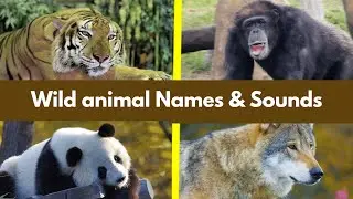 Wild Animals Names and Sounds (Animals Names for Kids) | Animal Sounds