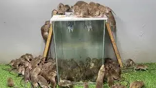10 mouse traps in the world /rat trap/Electric mouse trap / mouse trap using 12v . battery