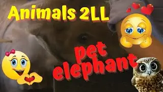 Living with a Pet Elephant: The Story of Moyo and Roxy😍🐘🥰#animals2LL #funnyanimalvideos