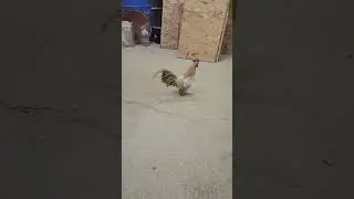 Gallios aztecas