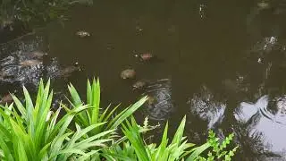 Turtles swimming | Botanic Garden | Nikon Coolpix P950 #nikoncoolpixp950 #botanicalgarden