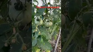 Первый урожай #теплица #капльныйполив #своимируками #урожай #рекомендации