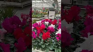 🌸Красивый, но капризный.
