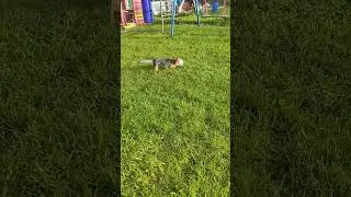 Собака футболяка #chihuahua #dog #чишкималышки #puppy #собакабарабака #собакакусака #чихуавдоме