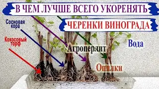 🍇 Какой субстрат лучше выбрать для укоренения черенков винограда. Агроперлит, кокос, торф или вода?