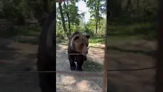 Libearty Bear Sanctuary #fulci #bearsantuary #libearty #bears #orsobruno #romania