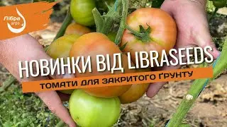 Новинки від LIBRASEEDS томати для закритого грунту.