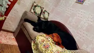 Щенки атакуют маму, Юника защищается.