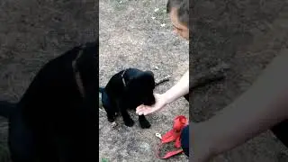 Учим команды