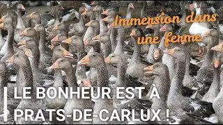 Les Oies du Périgord Noir