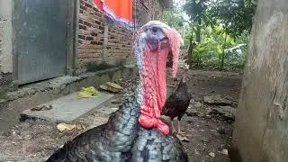 Ayam kalkun Jawa