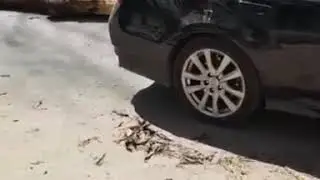 В Пятигорске на улице Панагюриште на машину упало дерево