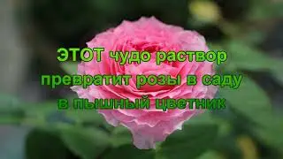 ЭТОТ чудо раствор превратит розы в саду в пышный цветник