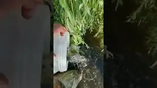 Запускаем линя в свой прудик