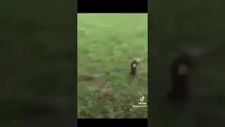 rabbit breakdance